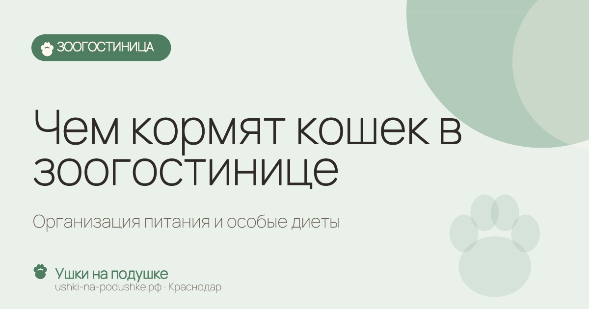 Чем кормят кошек в зоогостинице: организация питания и особые диеты
