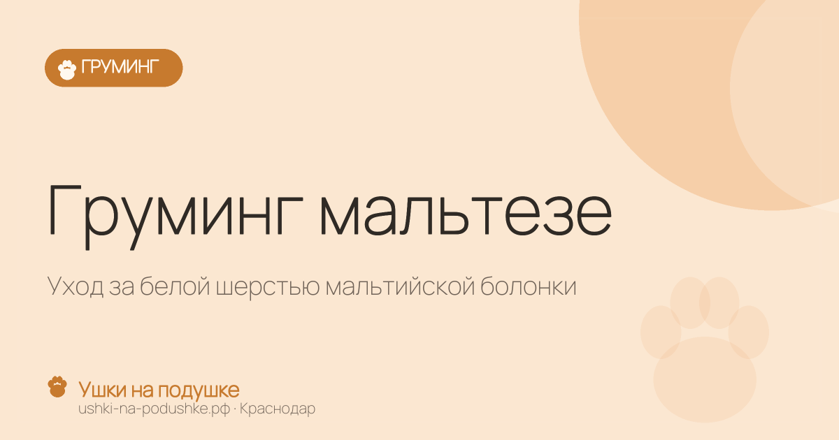 Груминг мальтезе: уход за белой шерстью мальтийской болонки