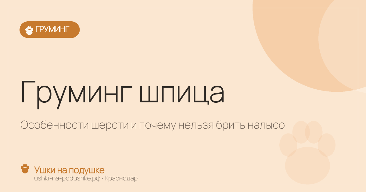 Груминг шпица: особенности шерсти и почему нельзя брить налысо