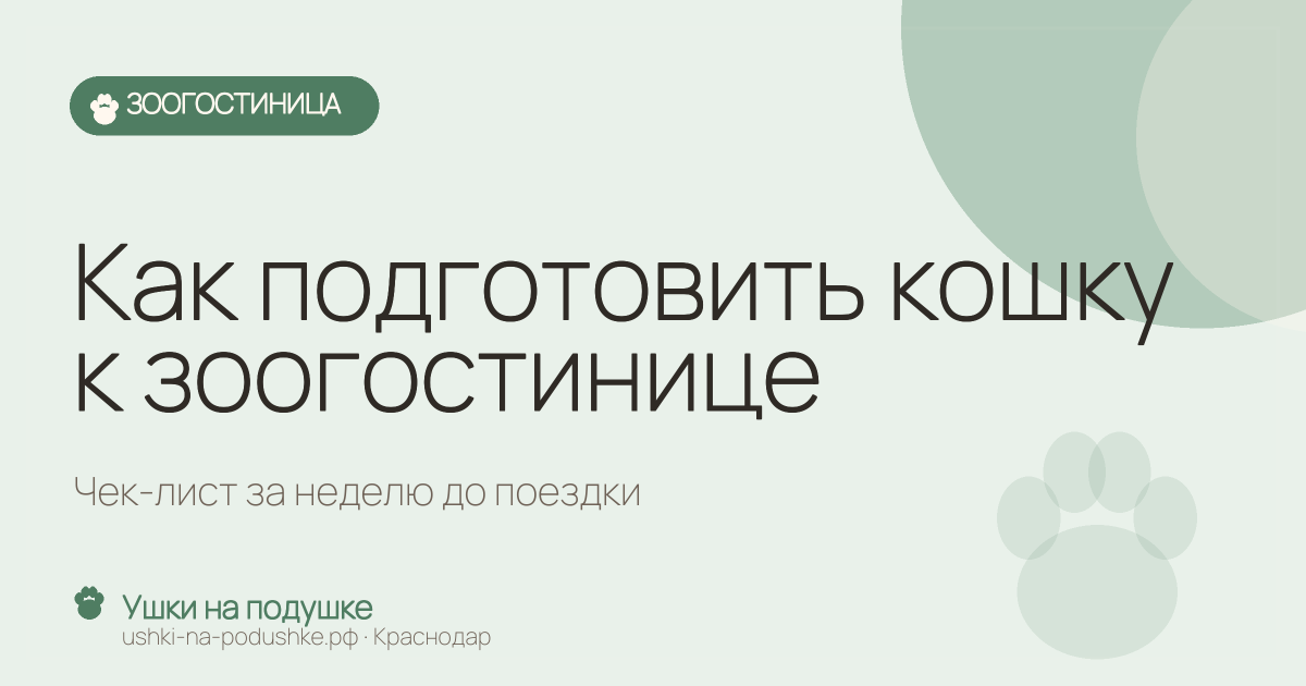 Как подготовить кошку к зоогостинице: чек-лист за неделю до поездки