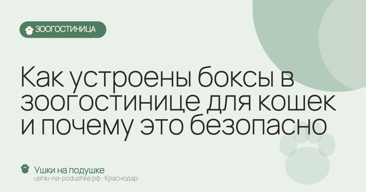 Как устроены боксы в зоогостинице для кошек и почему это безопасно