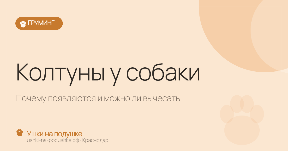 Колтуны у собаки: почему появляются и можно ли вычесать