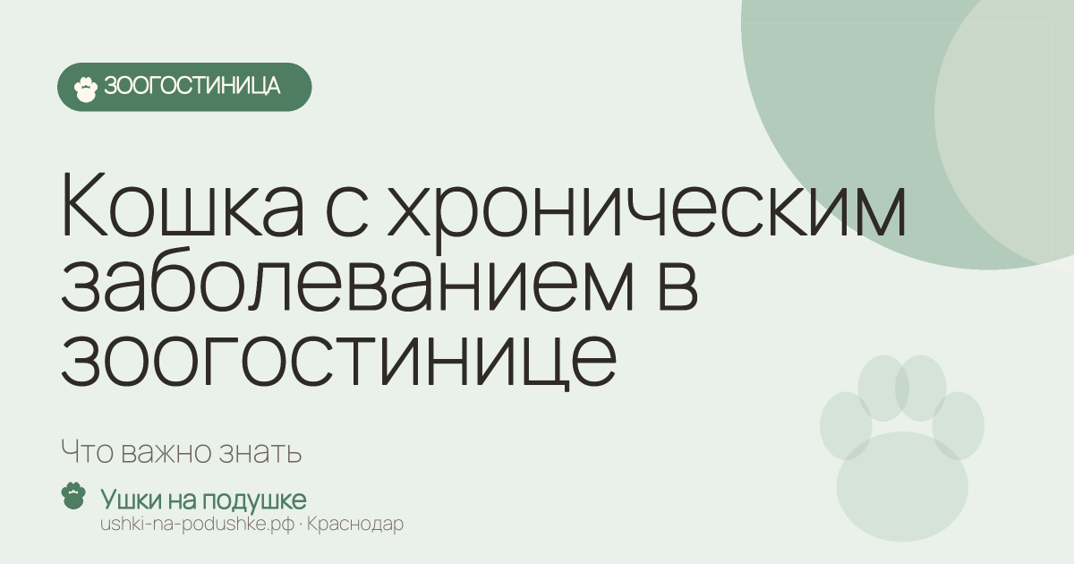 Кошка с хроническим заболеванием в зоогостинице: что важно знать