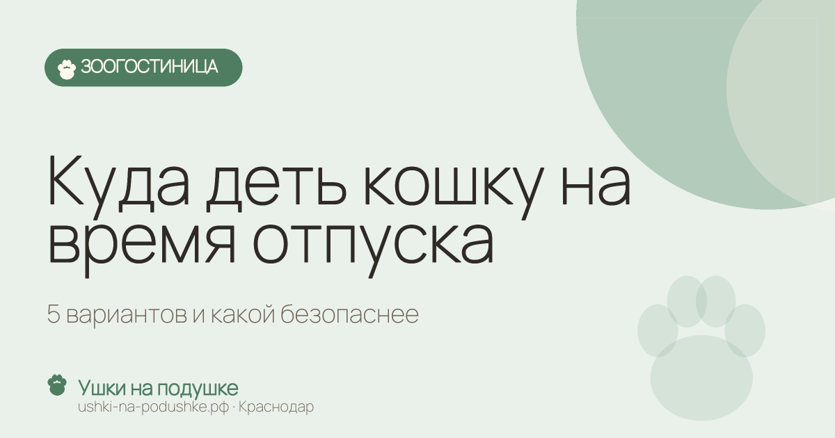 Куда деть кошку на время отпуска: 5 вариантов и какой безопаснее