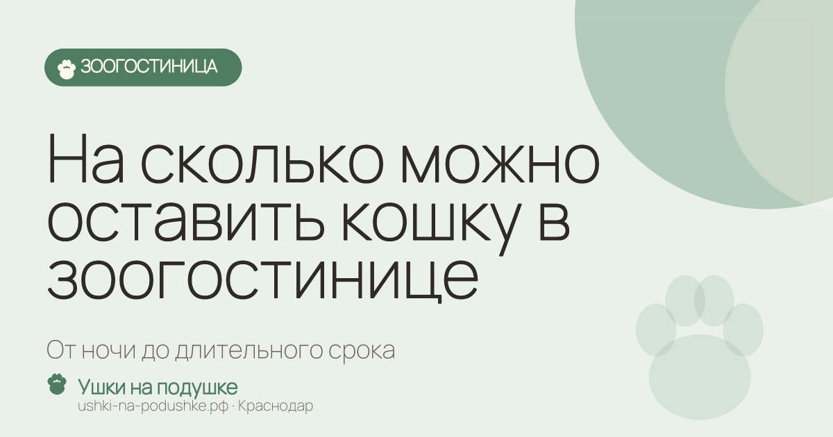 На сколько можно оставить кошку в зоогостинице: от ночи до длительного срока