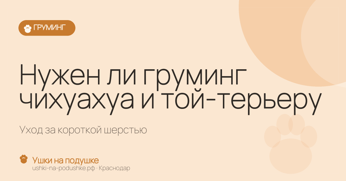 Нужен ли груминг чихуахуа и той-терьеру: уход за короткой шерстью