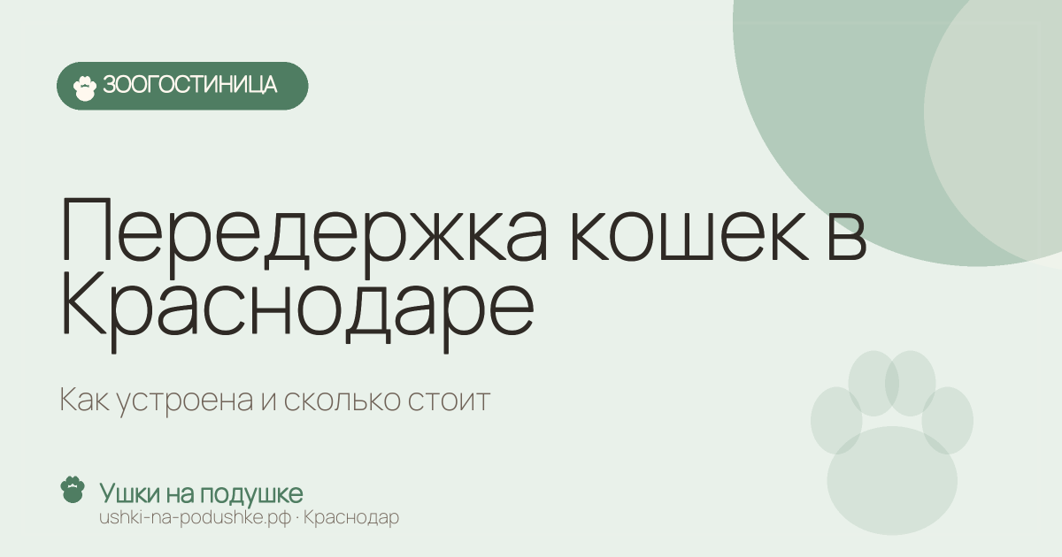 Передержка кошек в Краснодаре: как устроена и сколько стоит