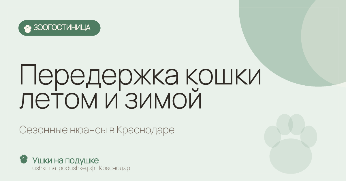 Передержка кошки летом и зимой: сезонные нюансы в Краснодаре
