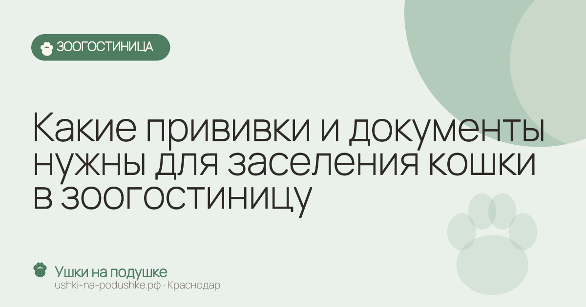 Какие прививки и документы нужны для заселения кошки в зоогостиницу