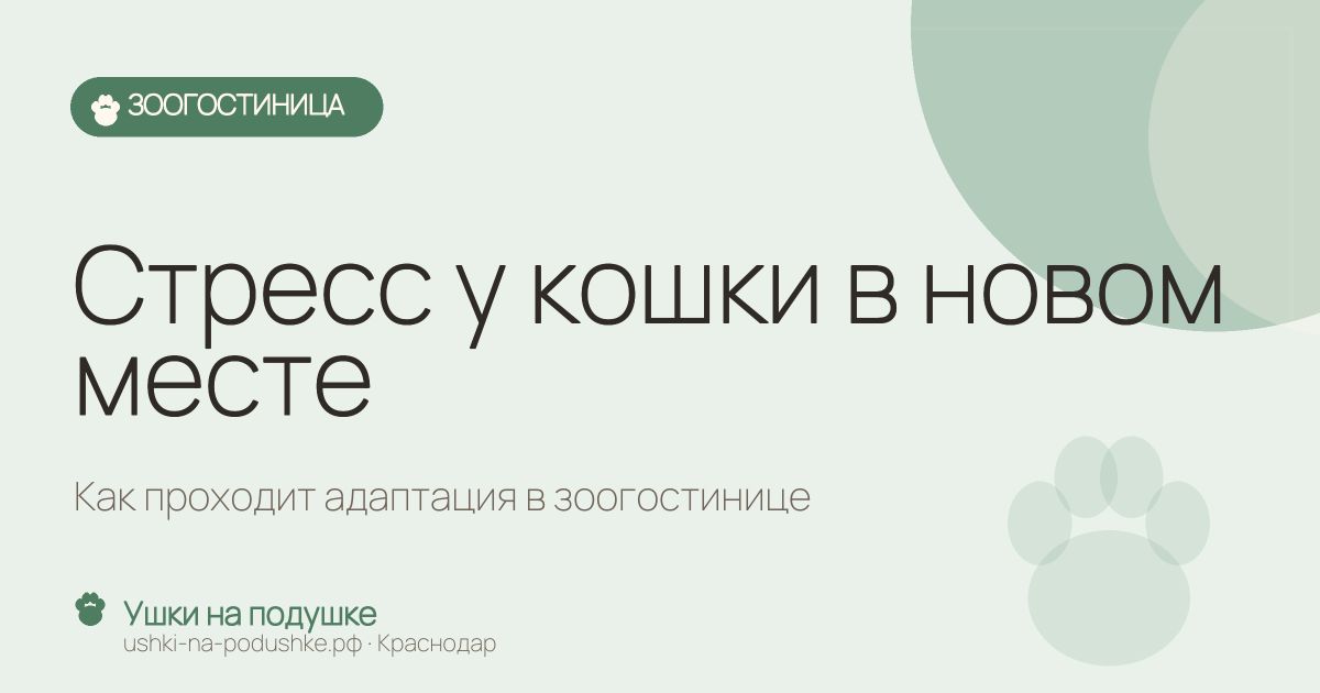 Стресс у кошки в новом месте: как проходит адаптация в зоогостинице