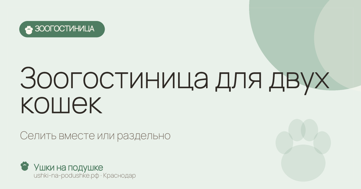 Зоогостиница для двух кошек: селить вместе или раздельно