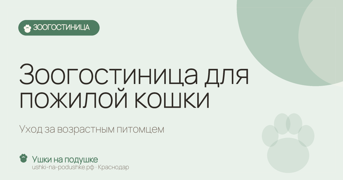 Зоогостиница для пожилой кошки: уход за возрастным питомцем